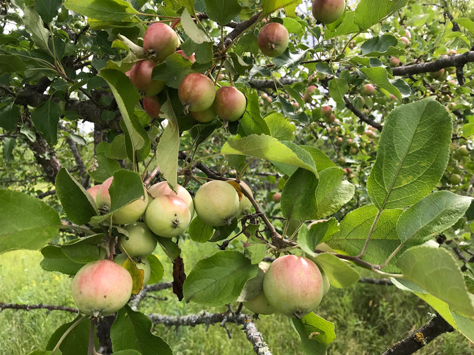 Fruit Trees and Food Plots 101