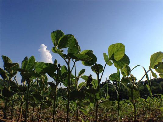 DeerGro Food Plot Sprays | Successful Food Plots This Fall