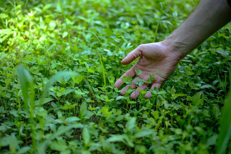 DeerGro Food Plot pH and Soil feature image