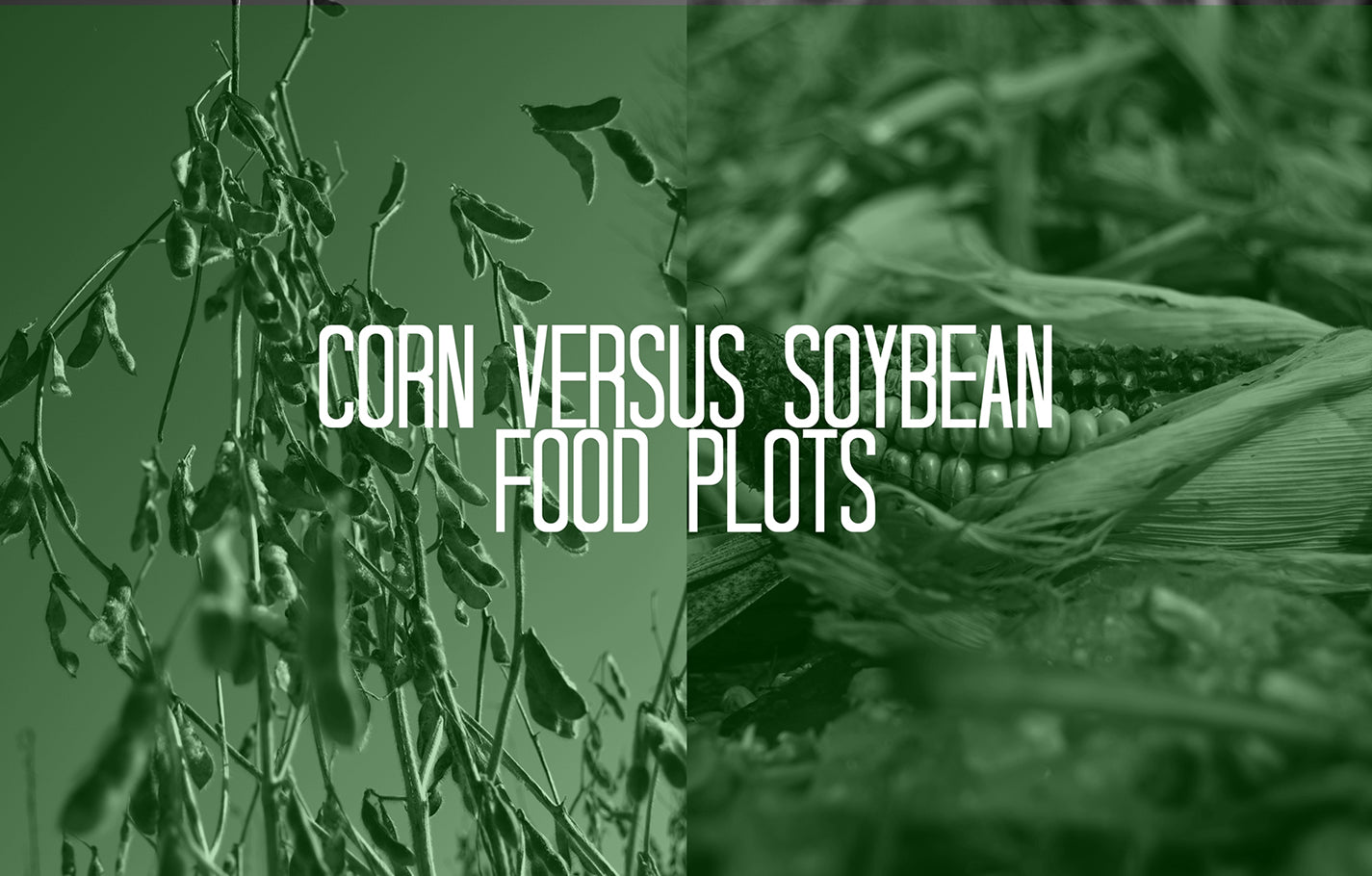 Corn Versus Soybean Food Plots The Debate DeerGro