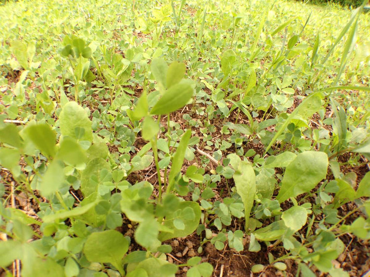 DeerGro best small food plots