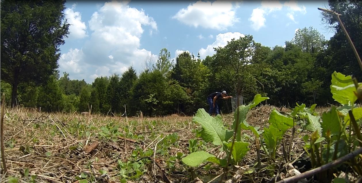 Optimal Timing for Fall Food Plot Planting to Attract Deer - DeerGro