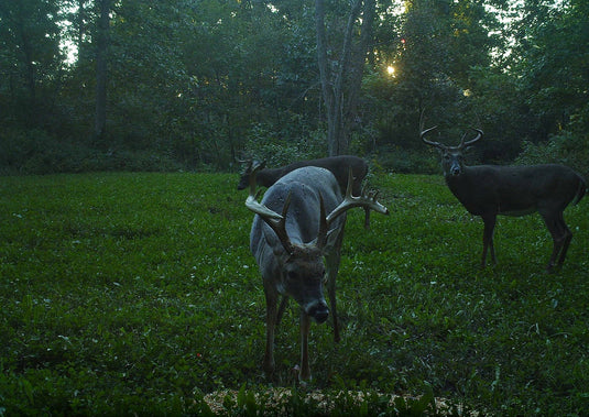 CWD Baiting Bans | How Can Food Plots Fill the Gap?