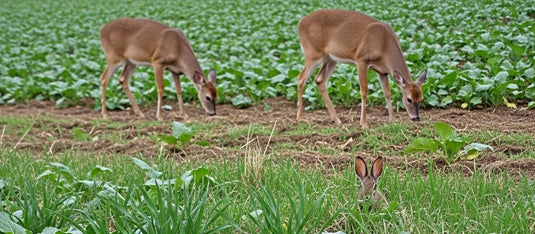 Wildlife Beyond Deer: Attracting and Supporting Turkeys, Small Game, & Pollinators via Fall Plot Design
