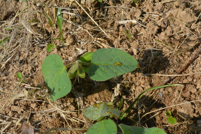 Food Plot Enhancement Spray | How DeerGro's PlotBoost Works