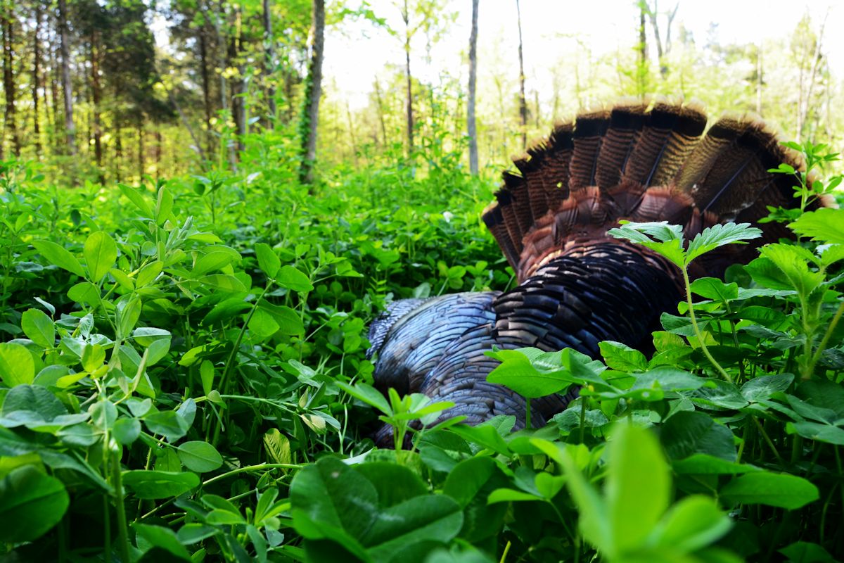 Enhance Timber Country Turkey Hunting with Strategic Food Plots - DeerGro