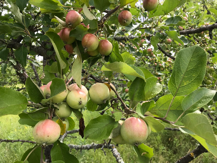fruit trees and food plots 101 apple tree