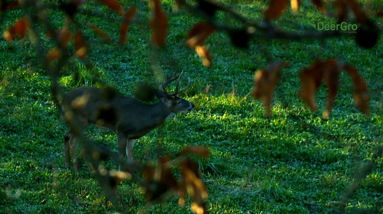 . How to create the perfect food plot