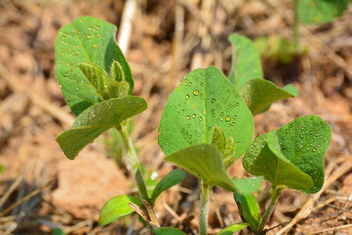 How To Spray Your Food Plot with DeerGro|PlotStart and PlotBoost Mixing Instructions