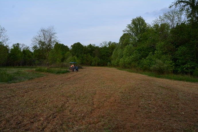 Where And What To Plant In Small Deer Food Plots