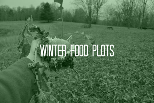 5 Best Winter Food Plots | What Do Deer Eat?